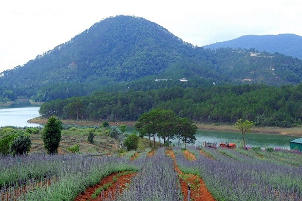 Lavender Đà Lạt Glamping &amp; Resorts - Resort gần hồ Tuyền Lâm