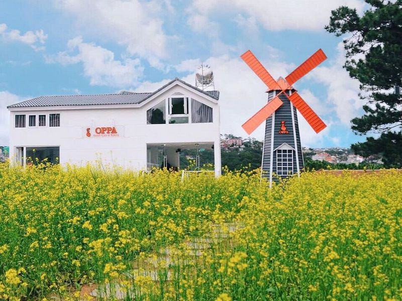 Cánh đồng hoa cải tại Oppa Homestay Đà Lạt