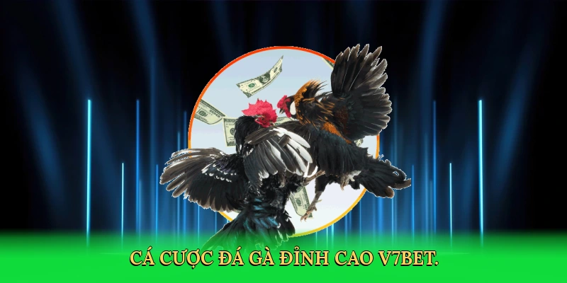 Đá Gà Nòi Cựa Sắt – Hành Trình Chiến Thắng Cùng V7BET