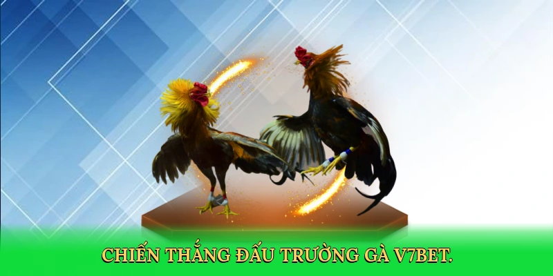 Đá Gà Nòi Cựa Sắt – Hành Trình Chiến Thắng Cùng V7BET