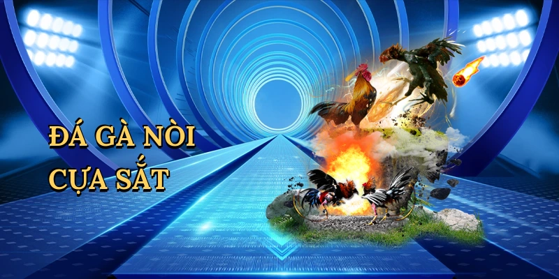 Đá gà nòi cựa sắt