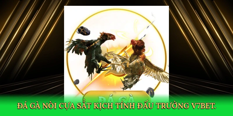 Đá Gà Nòi Cựa Sắt – Hành Trình Chiến Thắng Cùng V7BET