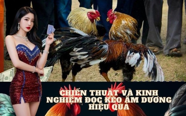 Cách Đọc Tỷ Lệ Cược Âm Dương Trong Đá Gà: Bí Kíp Từ Chuyên Gia
