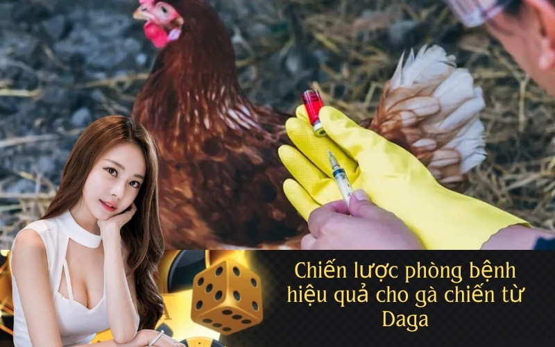 Chiến lược phòng bệnh hiệu quả cho gà chiến từ Daga