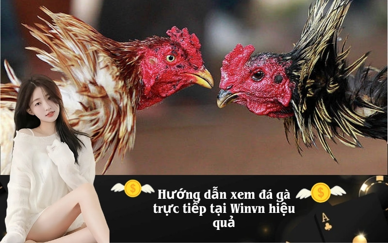 Hướng dẫn xem đá gà trực tiếp tại Winvn hiệu quả