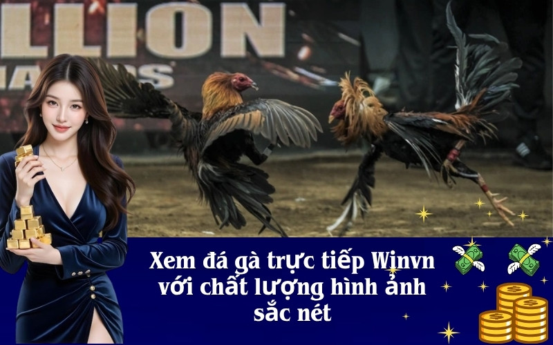 Xem đá gà trực tiếp Winvn với chất lượng hình ảnh sắc nét